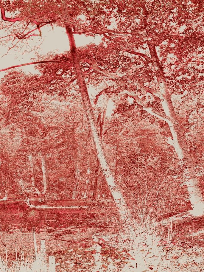 Two Trees Orange 2020 Print Artwork