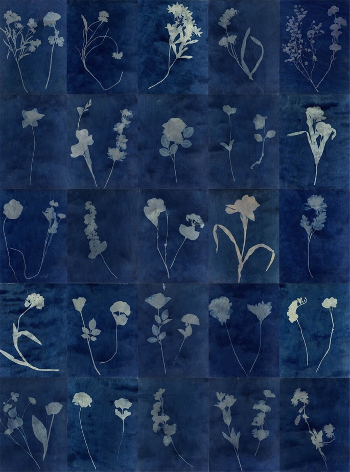 Plastic flowers in a grid. Cyanotype on ply. Deep blue