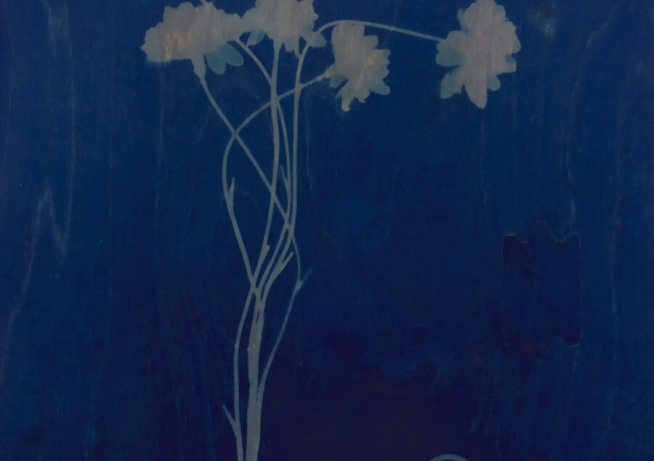 Simulacrum flower Cyanotype