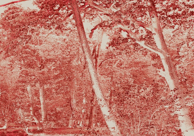 Two Trees (Tangerine), 2020 Print Artwork
