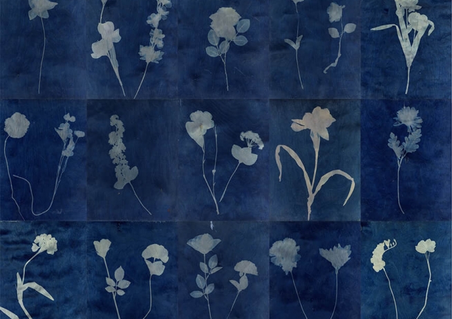 Plastic flowers in a grid. Cyanotype on ply. Deep blue