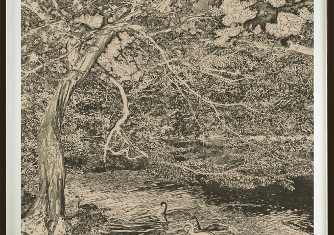 Swans and Signets image