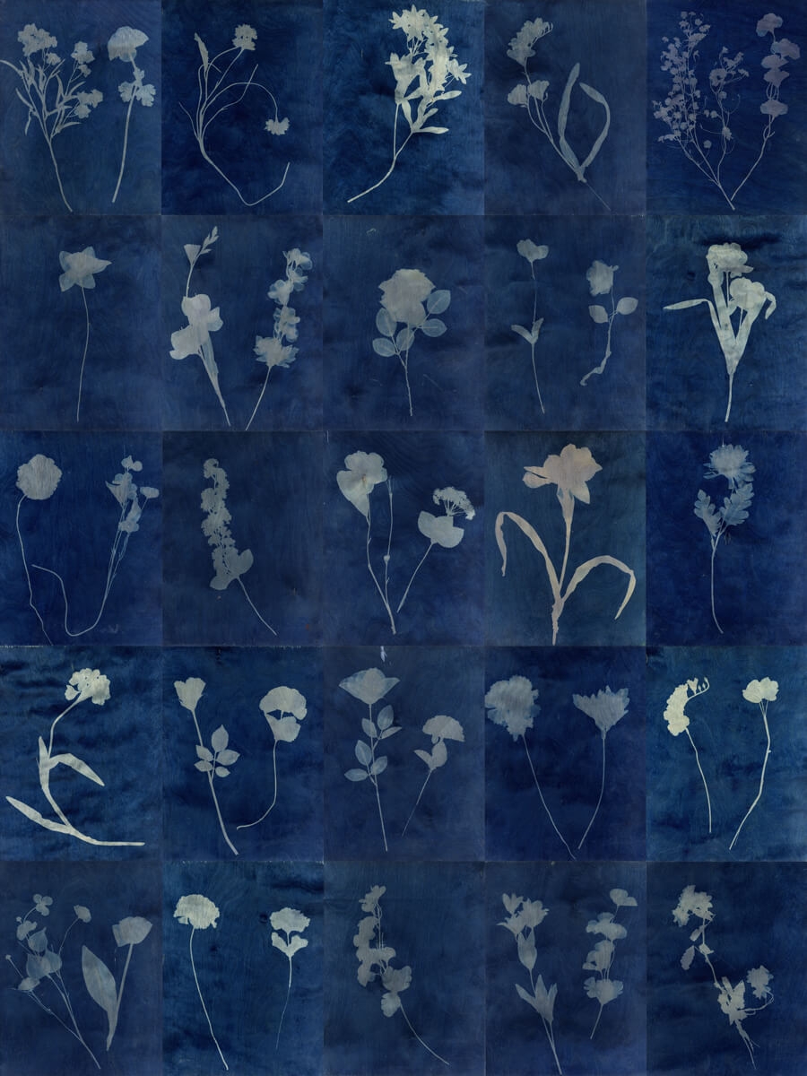 Simulacrum – 2017 – (1.5m x 2m) – Cyanotype on Birch Ply