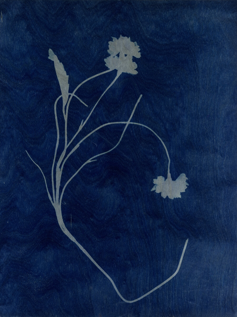 Simulacrum. #2 2017. 30cm x 40cm. Cyanotype on Birch Ply