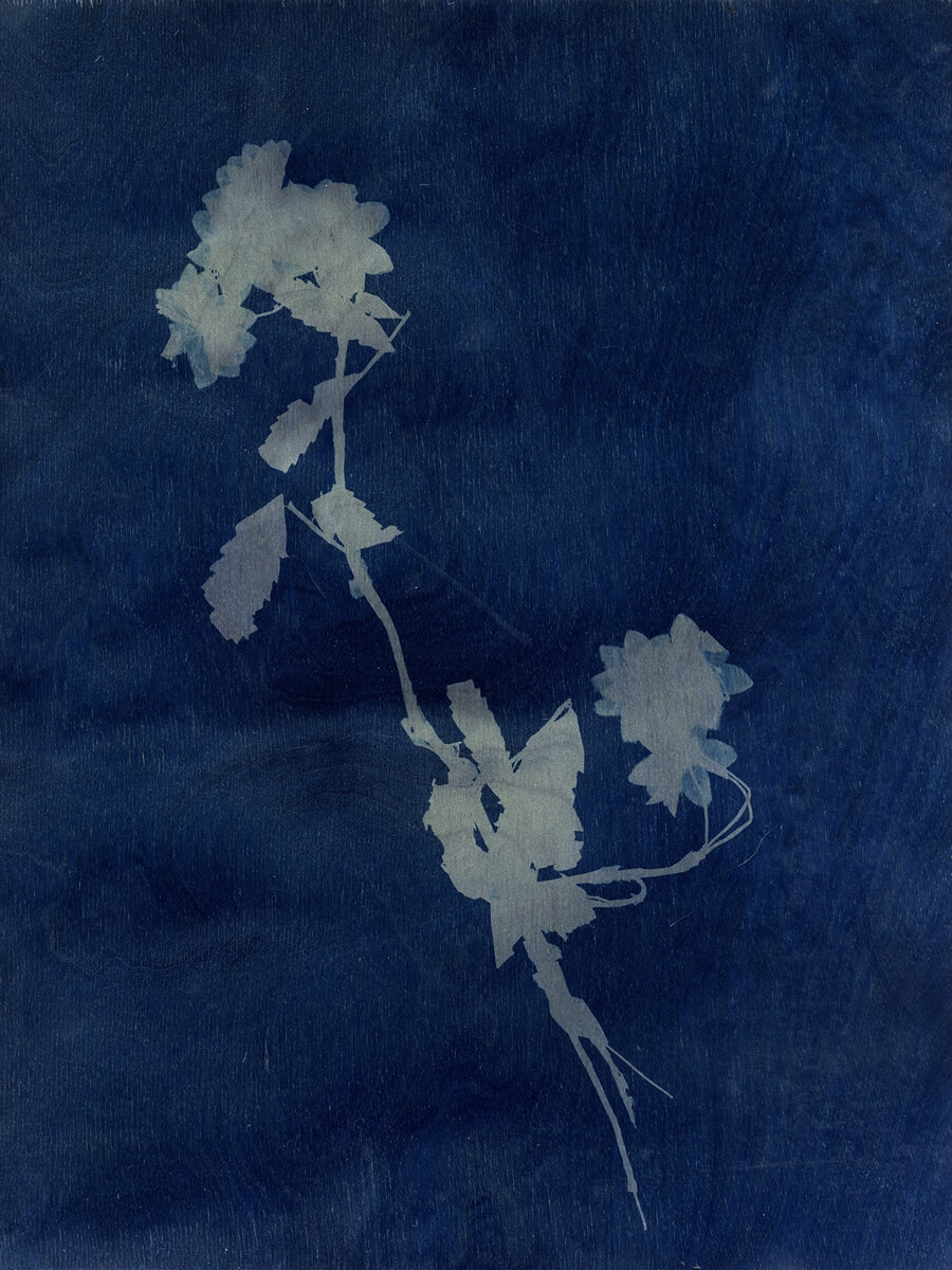 Simulacrum. #4 2017. 30cm x 40cm. Cyanotype on Birch Ply