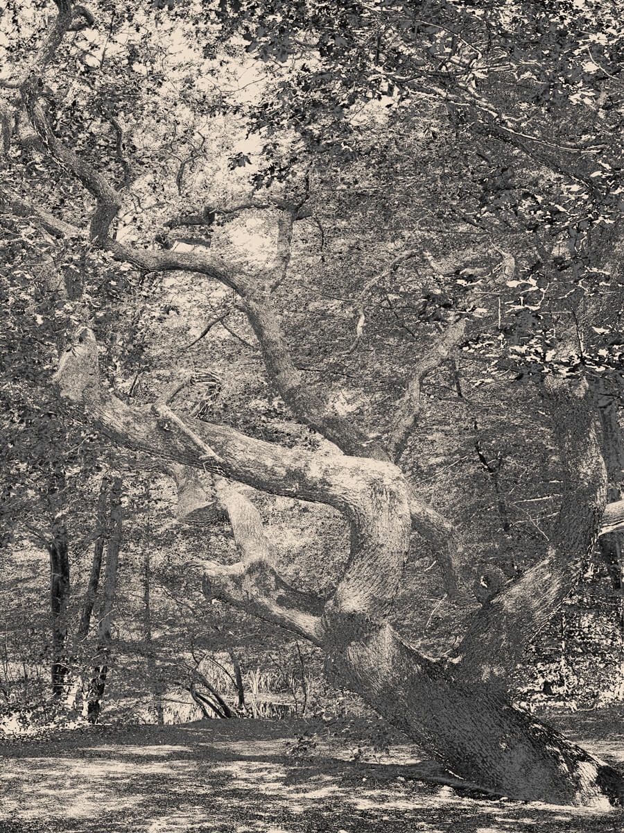 Garden of Slate Artwork Print