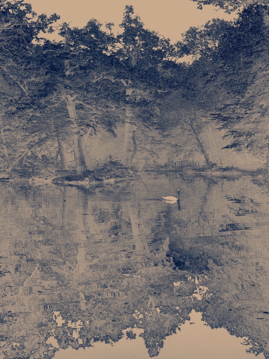 Swan Blue Artwork Print