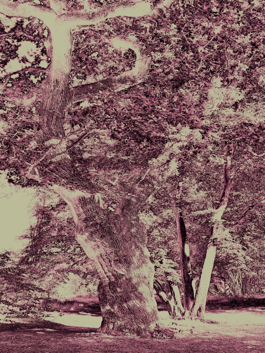 Old Tree Velvet Plum Art Artwork Print