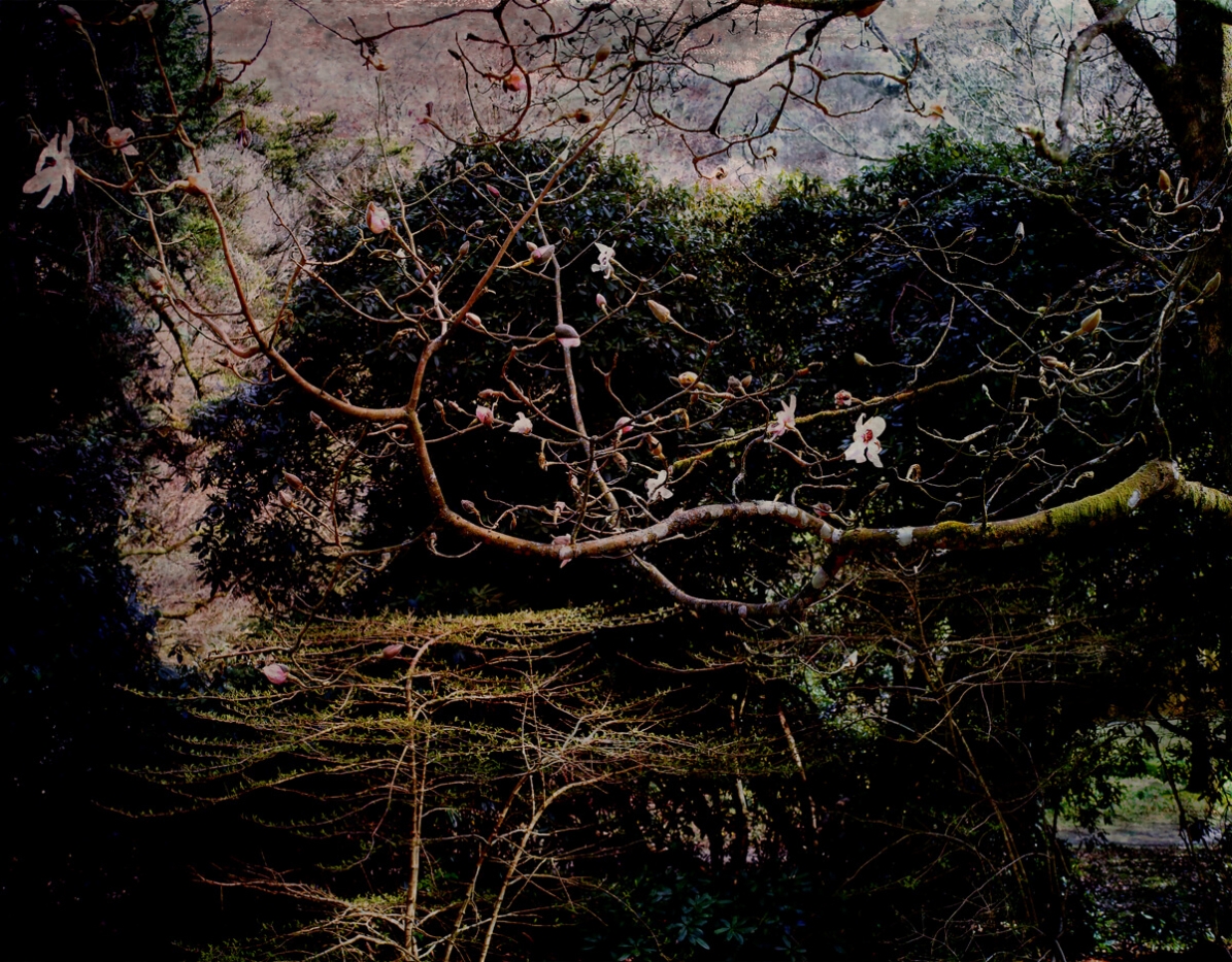 Magnolia 2016 Digital Photograph Art