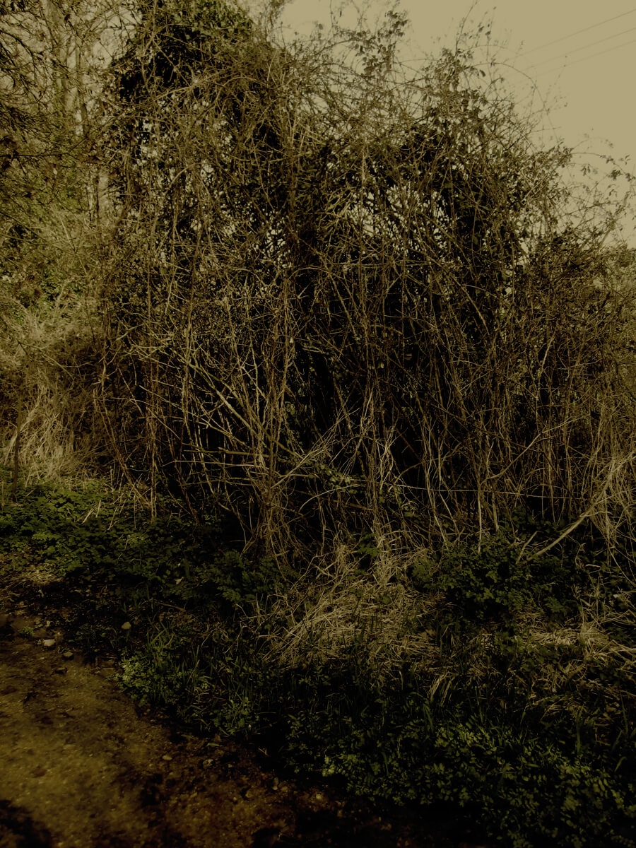 Sod of Earth 2013 (After Dürer) Digital Photograph