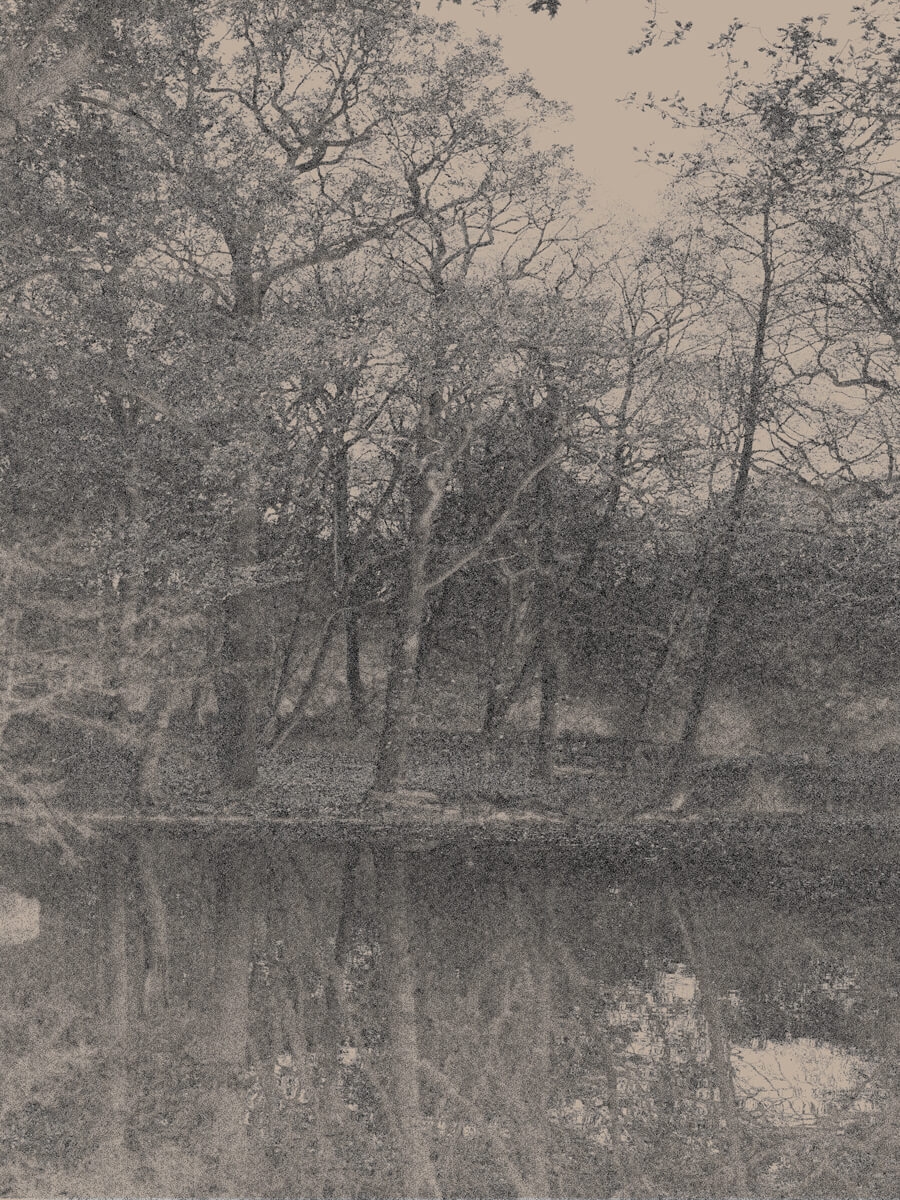 Trees Besides the Lake 2021 Gray Art Artwork Print